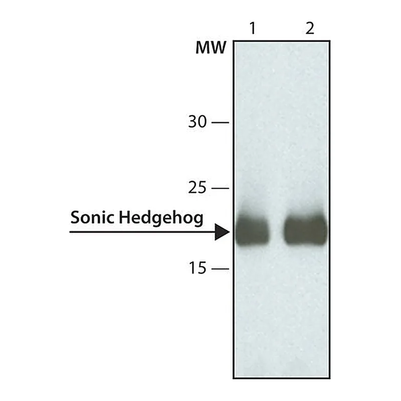 Merck Anti-Sonic Hedgehog antibody, Mouse monoclonal