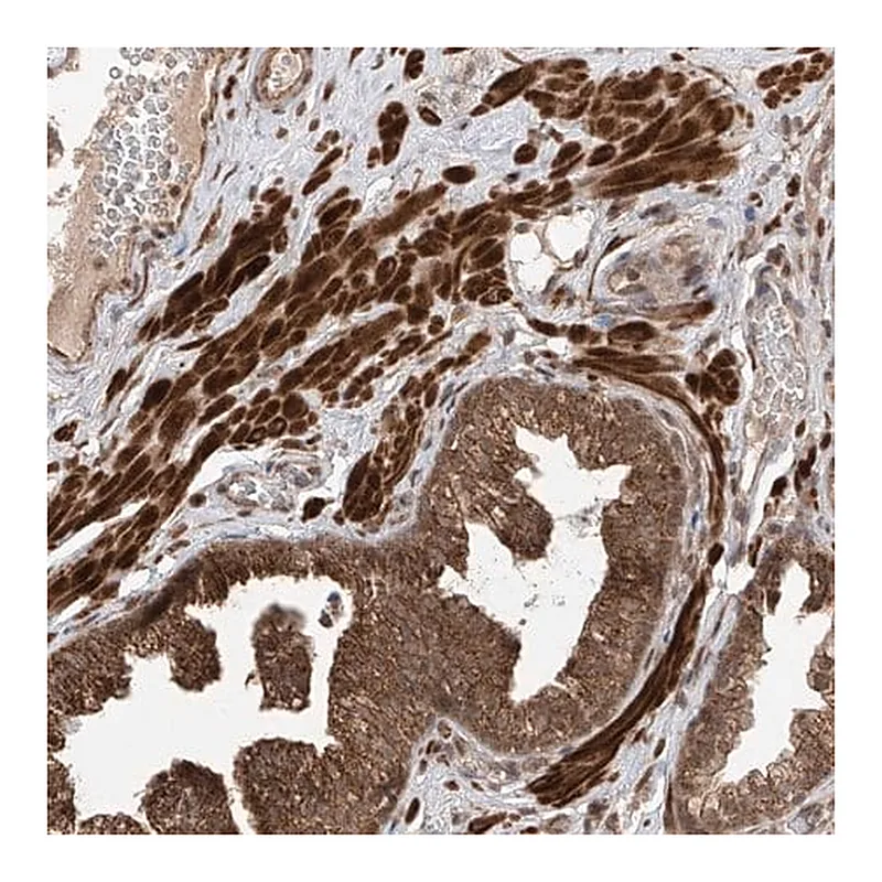 Merck Anti-LATS1 antibody produced in rabbit