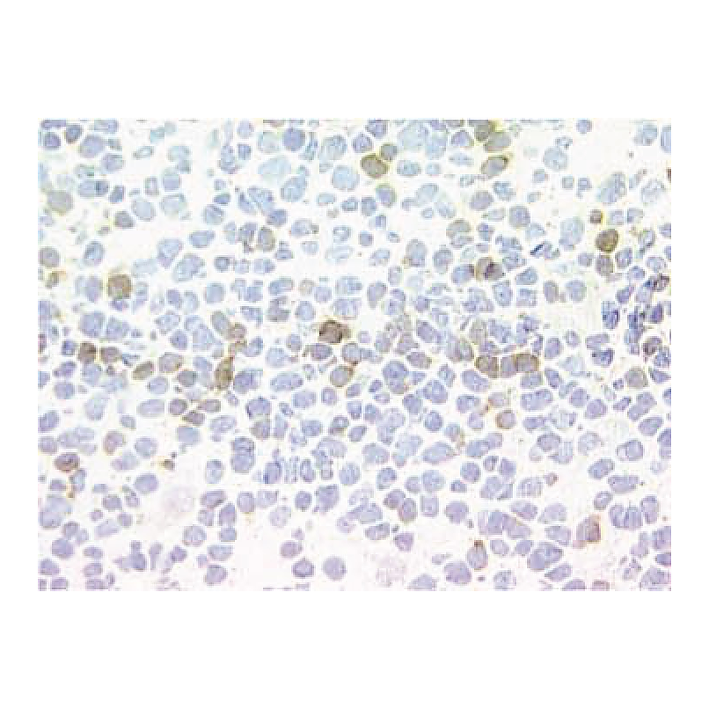 BD Purified Mouse Anti-Human CD152