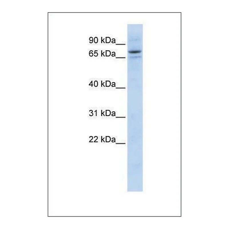 Merck Anti-SEC23B antibody produced in rabbit