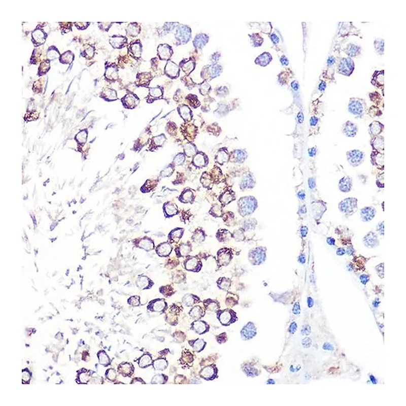 Merck Anti-CD59 antibody produced in rabbit