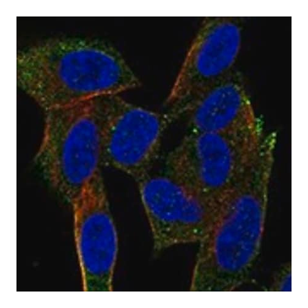 Merck Anti-NRSN1 antibody produced in rabbit