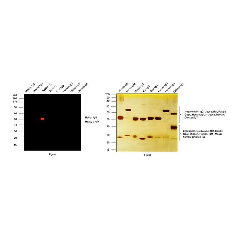 Thermo Fisher Scientific Goat anti-Rabbit IgG (H+L) Highly Cross-Adsorbed Secondary Antibody, Alexa Fluor Plus 555