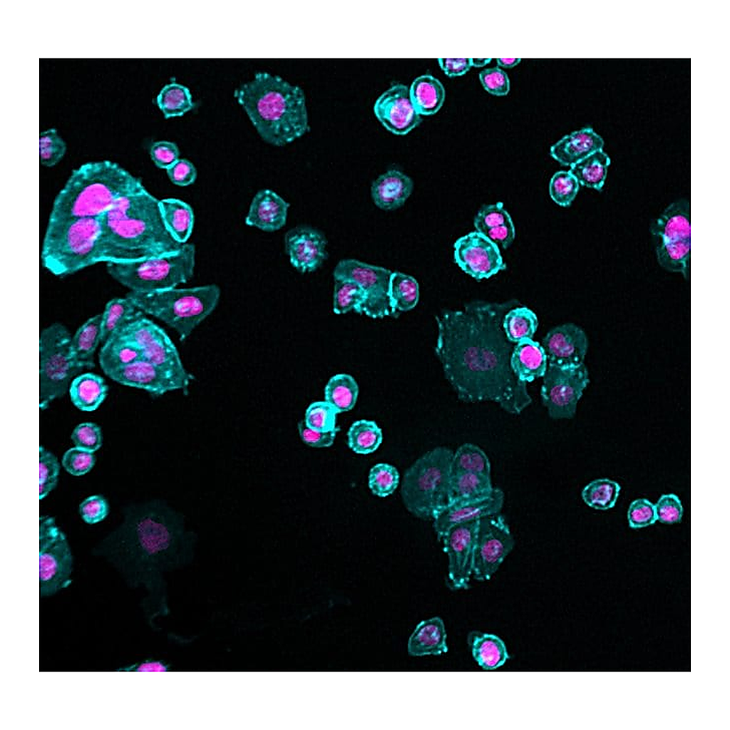 Thermo Fisher Scientific Goat anti-Human IgG (H+L) Cross-Adsorbed Secondary Antibody, Alexa Fluor Plus 405