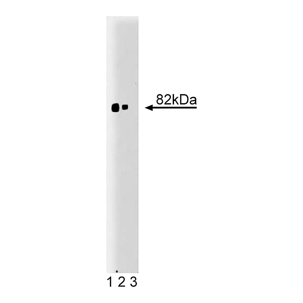 BD Purified Mouse Anti-PKCα