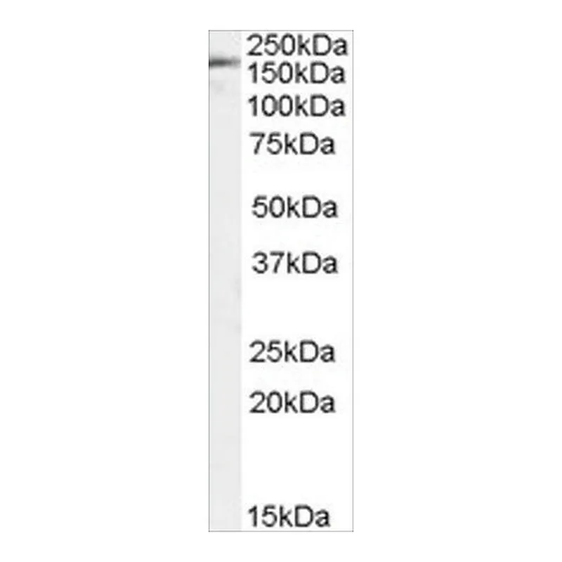 Merck Anti-PODXL antibody produced in goat