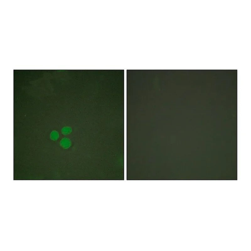 Merck Anti-DP-1, C-Terminal antibody produced in rabbit