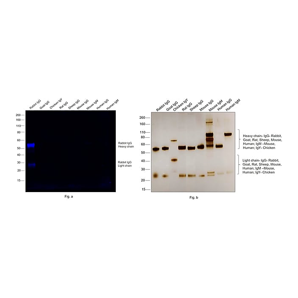 Thermo Fisher Scientific Goat anti-Rabbit IgG (H+L) Highly Cross-Adsorbed Secondary Antibody, Alexa Fluor 790