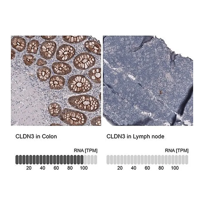 Merck Anti-CLDN3 antibody produced in mouse