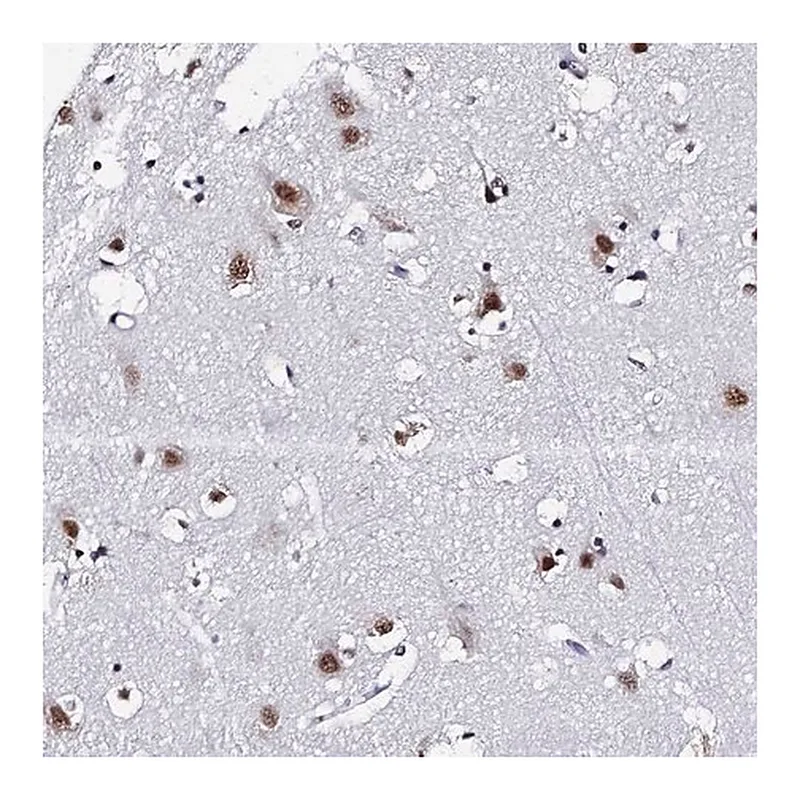 Merck Anti-MAGOH antibody produced in rabbit