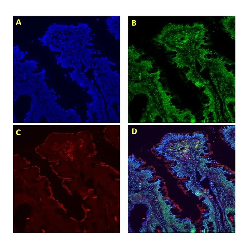 Thermo Fisher Scientific Donkey anti-Goat IgG (H+L) Cross-Adsorbed Secondary Antibody, Alexa Fluor 555