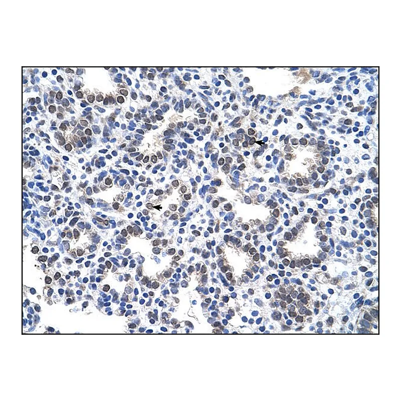 Merck Anti-SLC22A16 antibody produced in rabbit