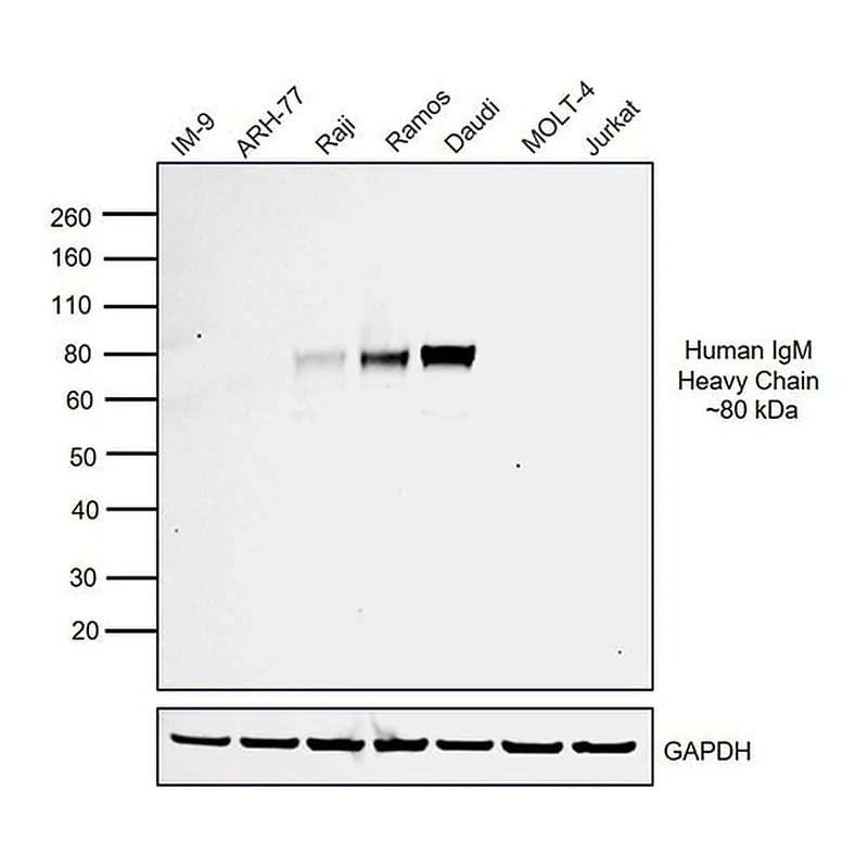 Thermo Fisher Scientific Rabbit anti-Human IgM (Heavy chain) Secondary Antibody, HRP