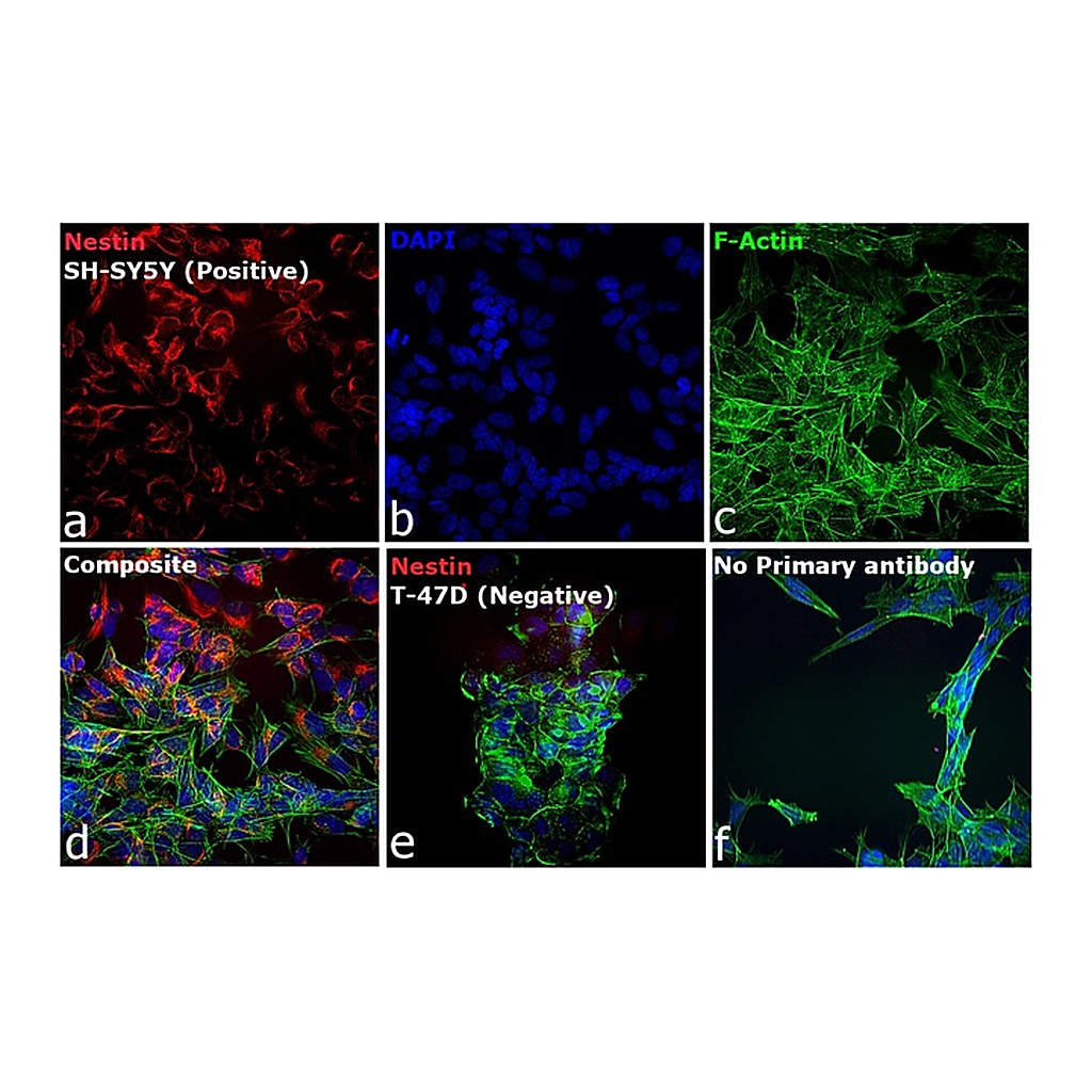 Thermo Fisher Scientific Goat anti-Mouse IgG (H+L) Cross-Adsorbed Secondary Antibody, Rhodamine Red-X
