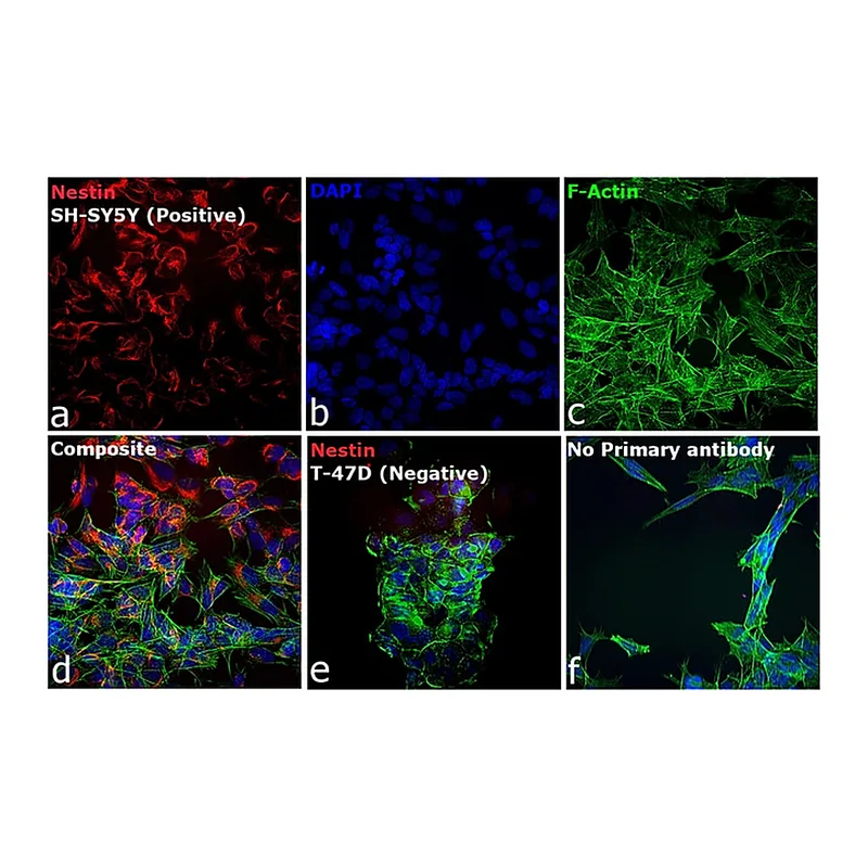 Thermo Fisher Scientific Goat anti-Mouse IgG (H+L) Cross-Adsorbed Secondary Antibody, Rhodamine Red-X