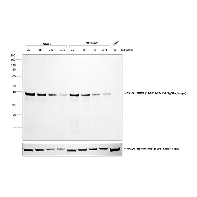 Thermo Fisher Scientific Rabbit anti-Rat IgG (H+L) Secondary Antibody, HRP