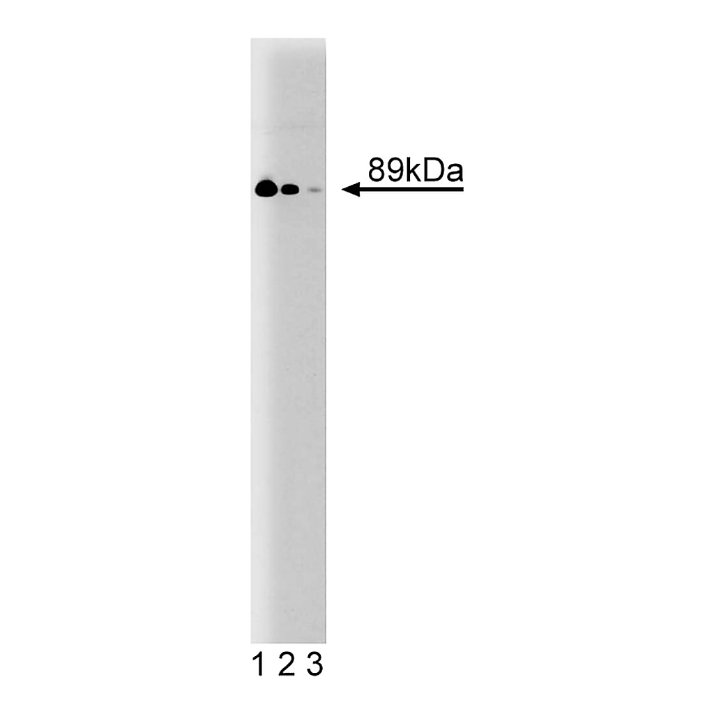 BD Purified Mouse Anti-Stat4