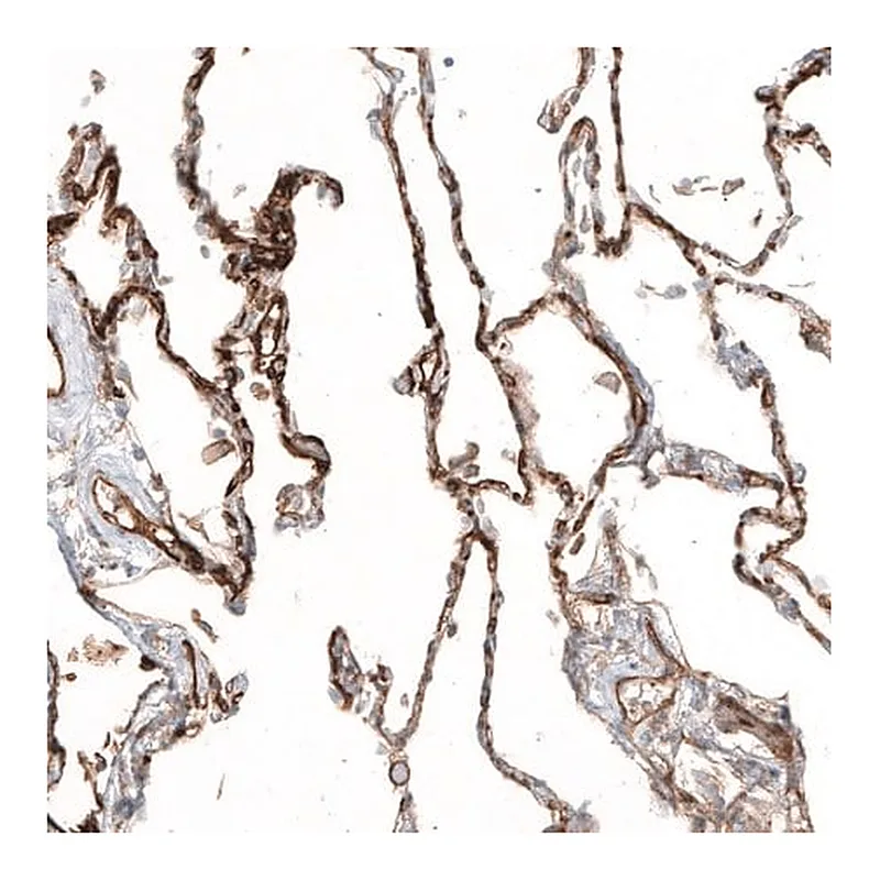 Merck Anti-THBD antibody produced in rabbit