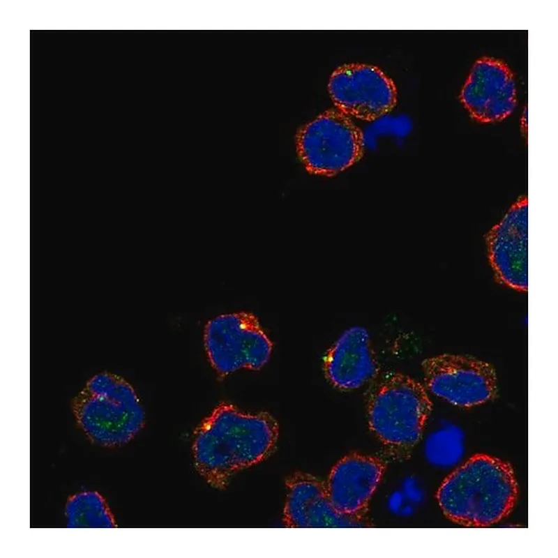 Merck Anti-KIRREL2 antibody produced in rabbit
