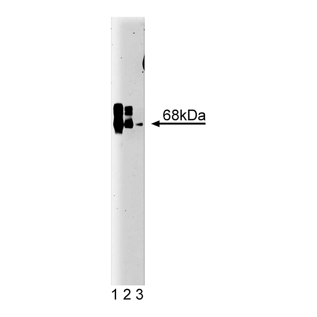BD Purified Mouse Anti-CaM Kinase Kinase