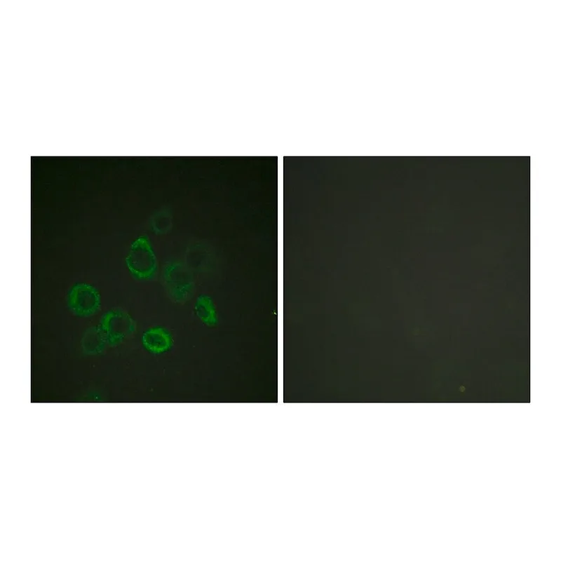 Merck Anti-BAX antibody produced in rabbit