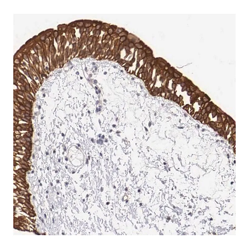 Merck Anti-PIR antibody produced in rabbit