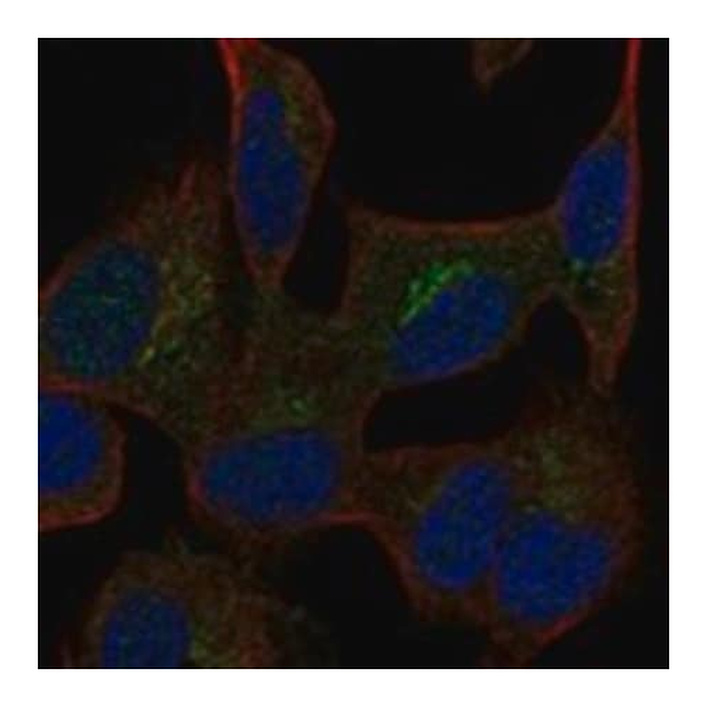 Merck Anti-CGREF1 antibody produced in rabbit