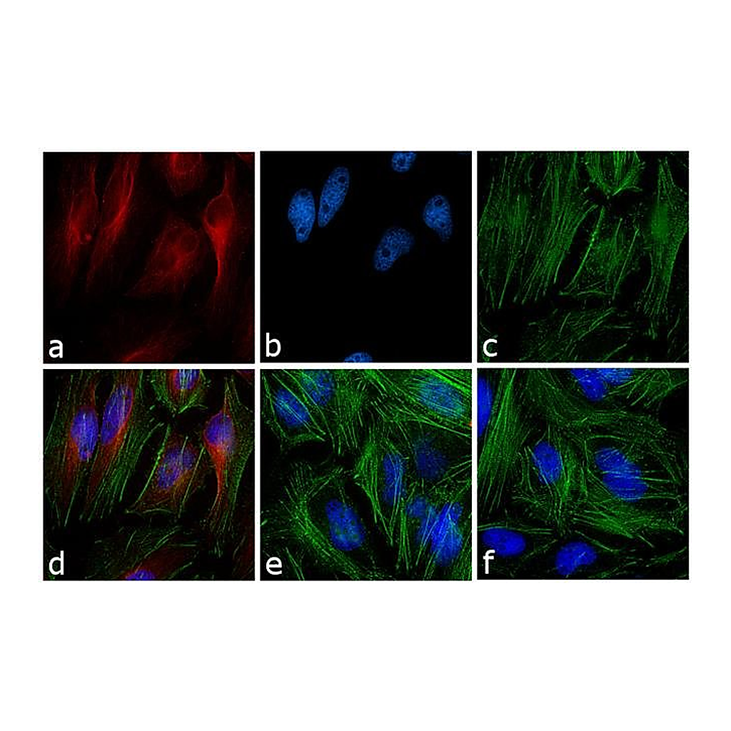 Thermo Fisher Scientific F(ab`)2-Goat anti-Mouse IgG (H+L) Cross-Adsorbed Secondary Antibody, Alexa Fluor 633