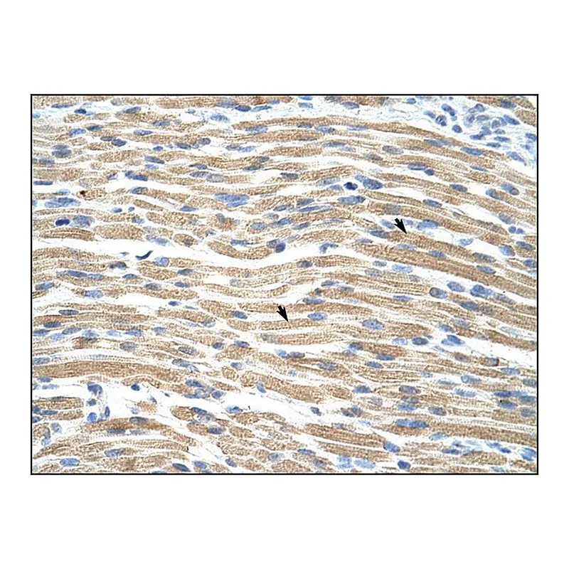 Merck Anti-TEAD1 (AB1) antibody produced in rabbit