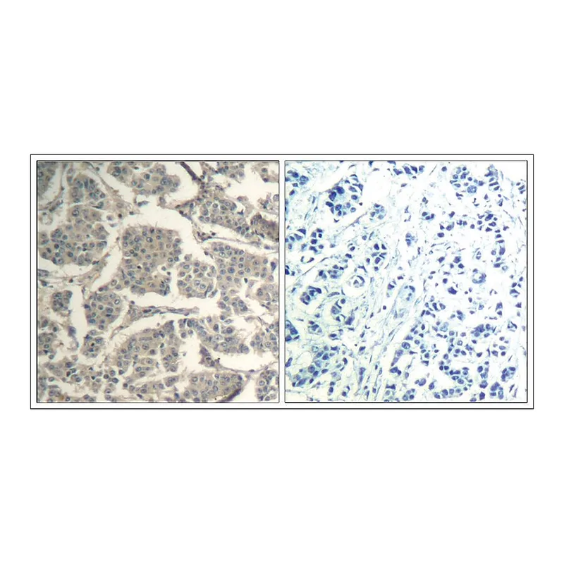 Merck Anti-CCFL1/CFL2 (Ab-88) antibody produced in rabbit