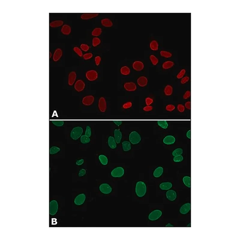 Merck Anti-Lamin A, mature antibody, Mouse monoclonal