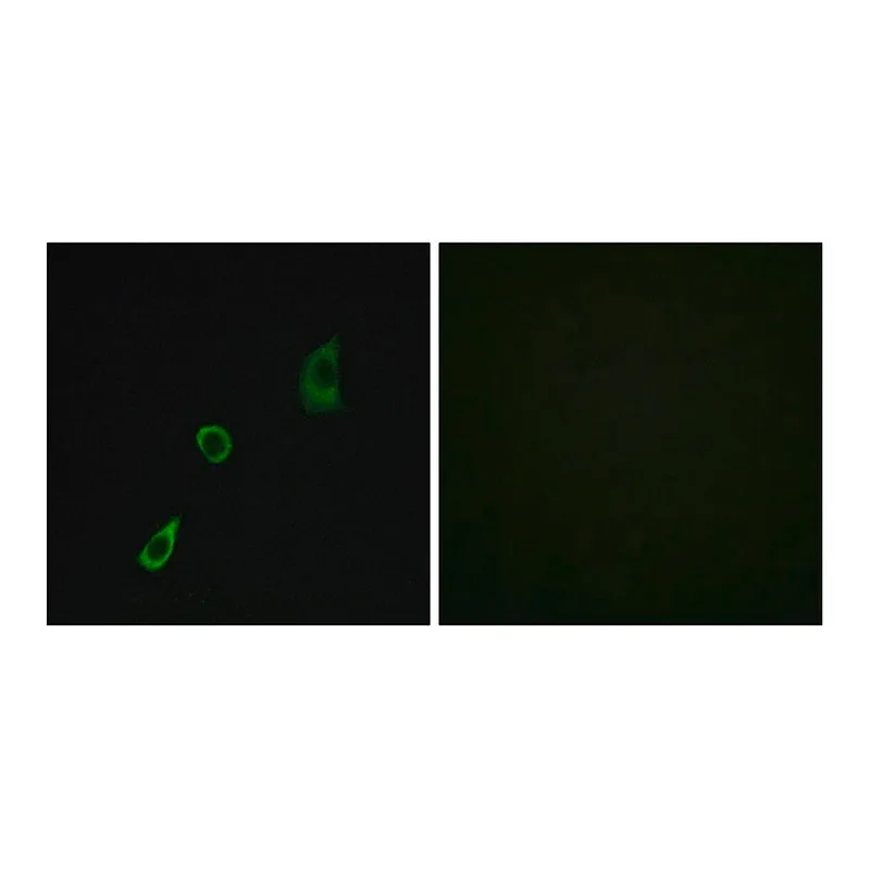 Merck Anti-FGF23 antibody produced in rabbit