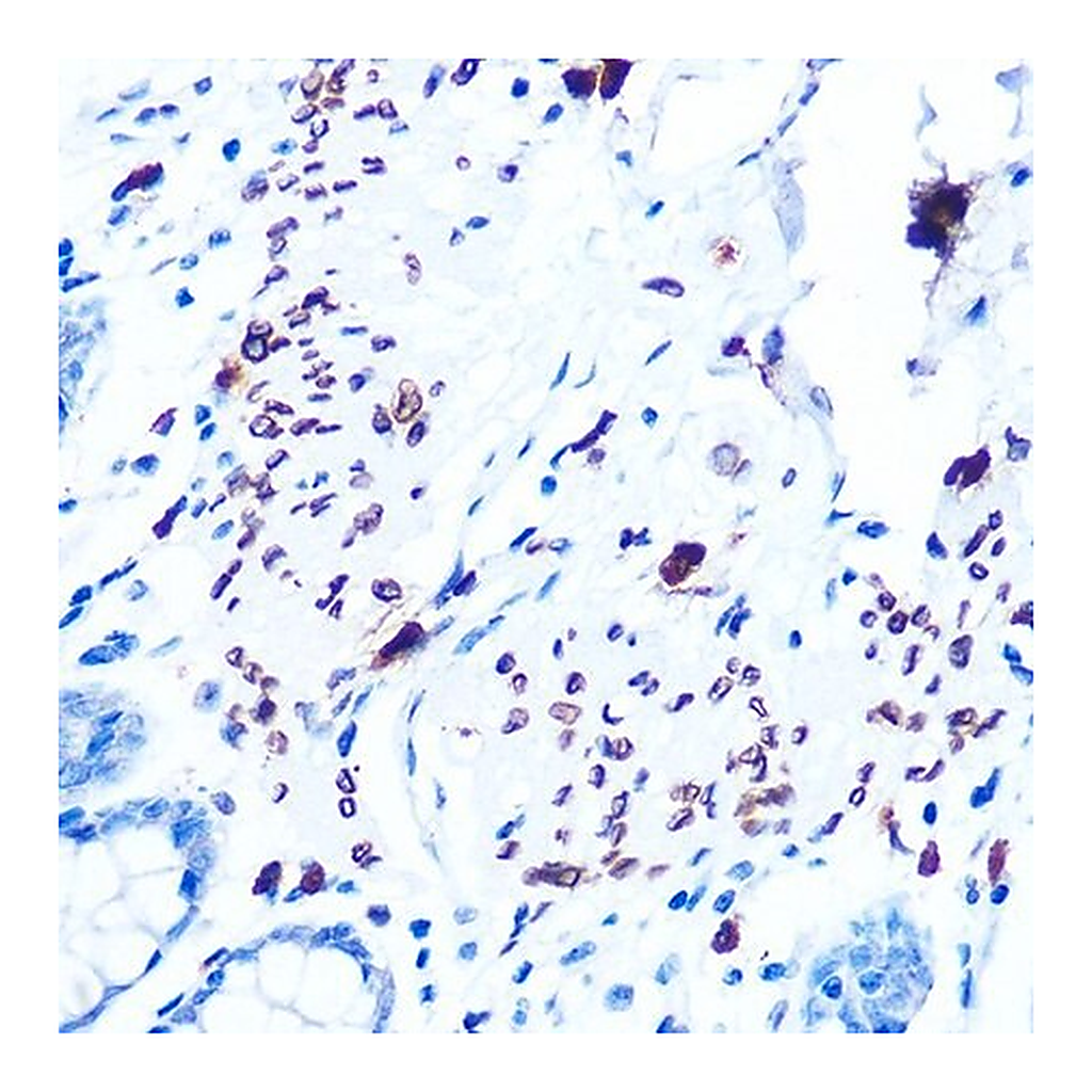 Merck Anti-Emerin/EMD antibody produced in rabbit
