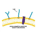Merck LIPOPOLYSACCHARIDES FROM SALMONELLA ENTE