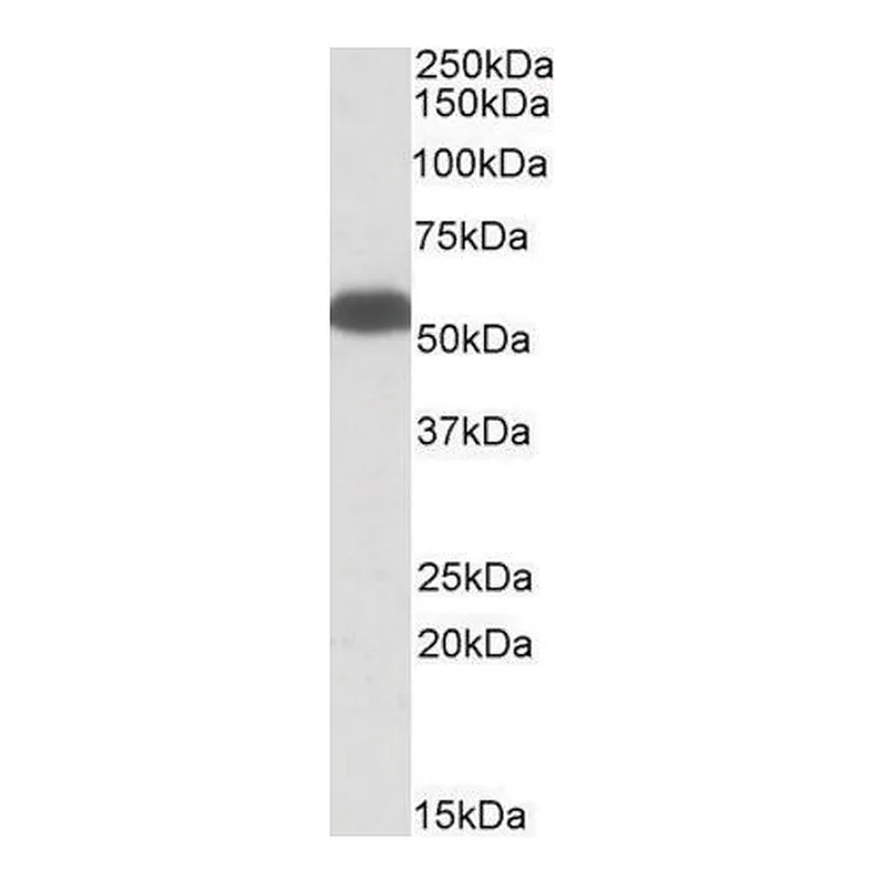 Merck Anti-GLUD1 / GLUD2 antibody produced in goat