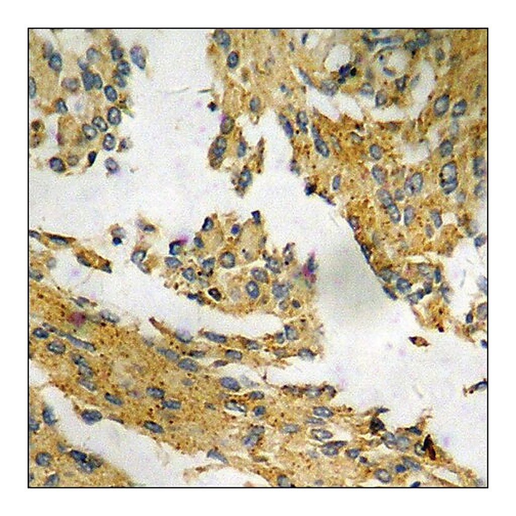 Merck Anti-phospho-p21 Cip1 (pThr145) antibody produced in rabbit