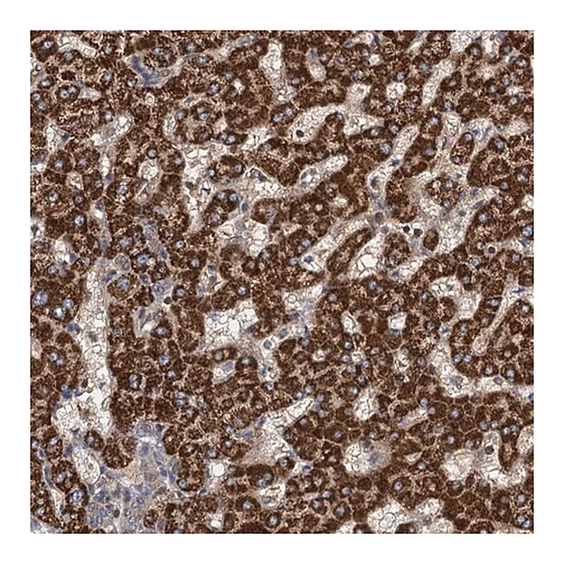 Merck Anti-ROGDI antibody produced in rabbit