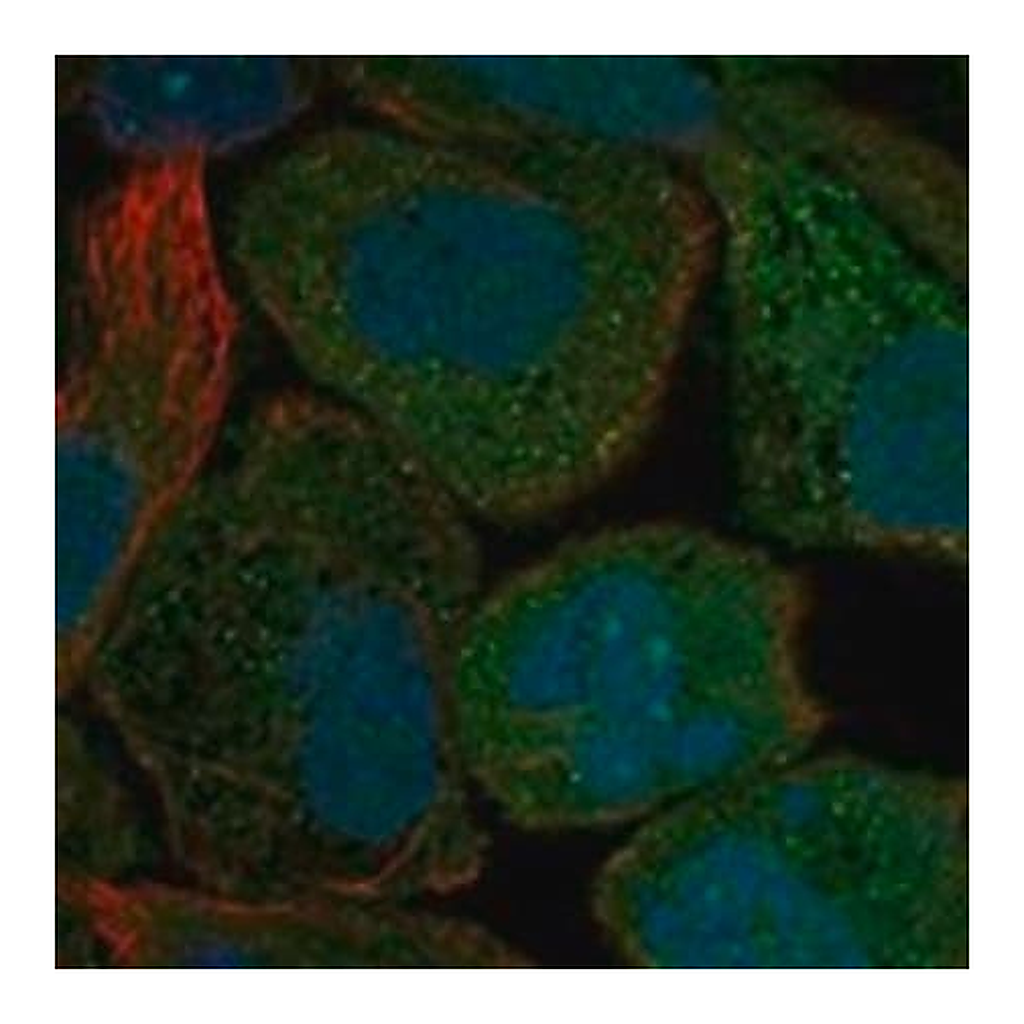 Merck Anti-GPER1 antibody produced in rabbit