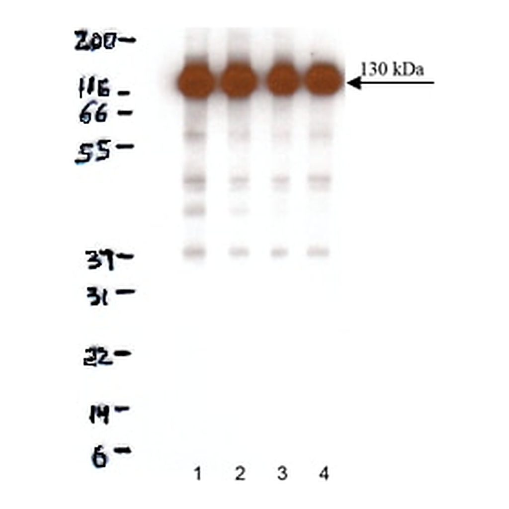 BD Purified Mouse Anti-N-Cadherin