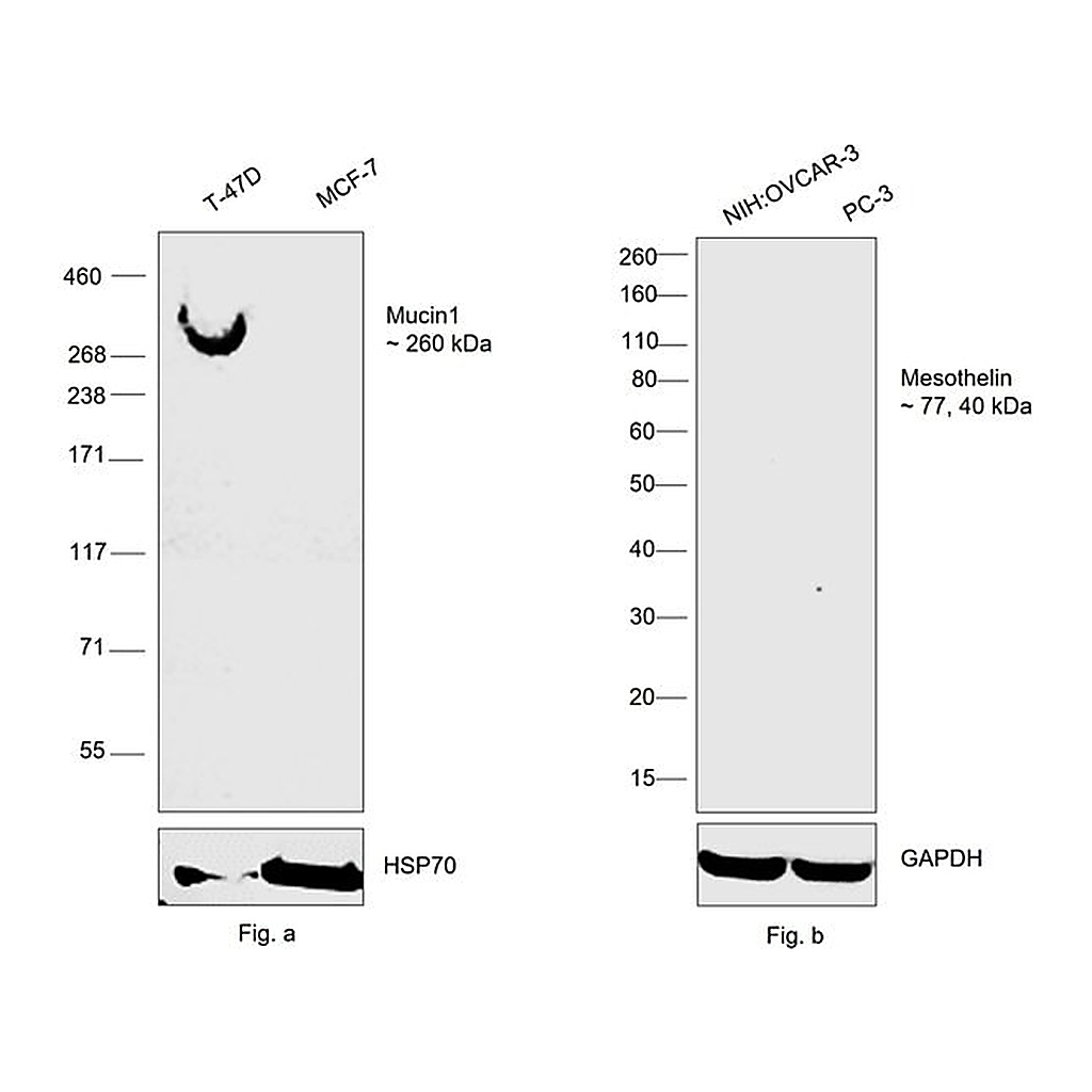 Thermo Fisher Scientific Mouse anti-Human Kappa Light Chain Secondary Antibody