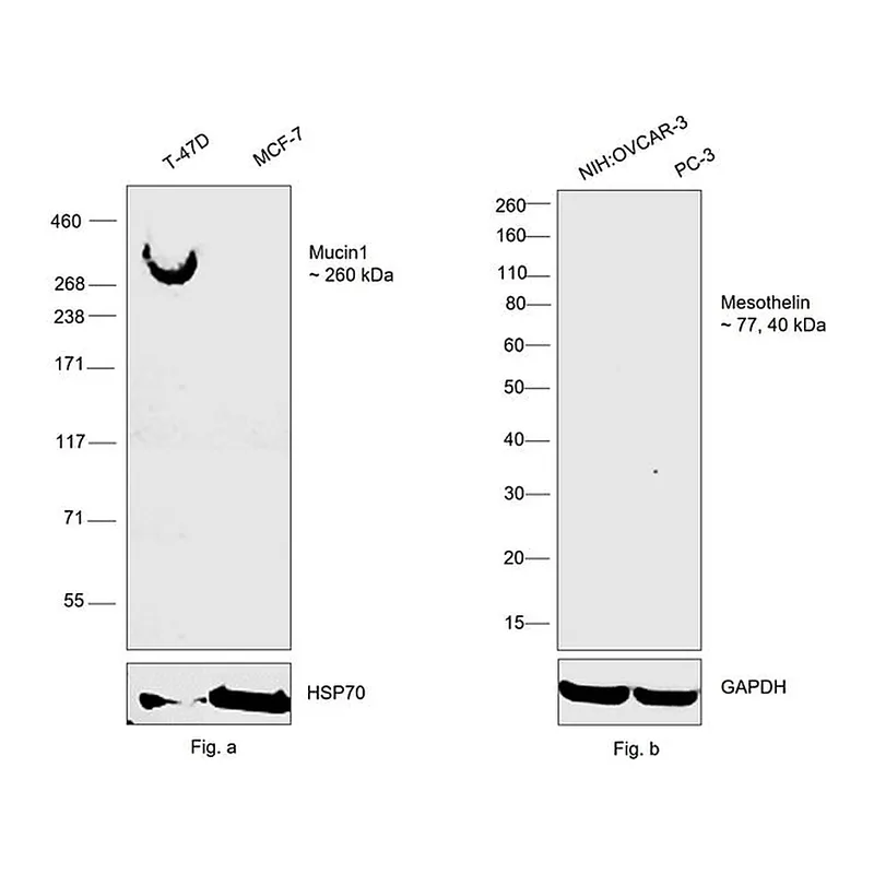 Thermo Fisher Scientific Mouse anti-Human Kappa Light Chain Secondary Antibody