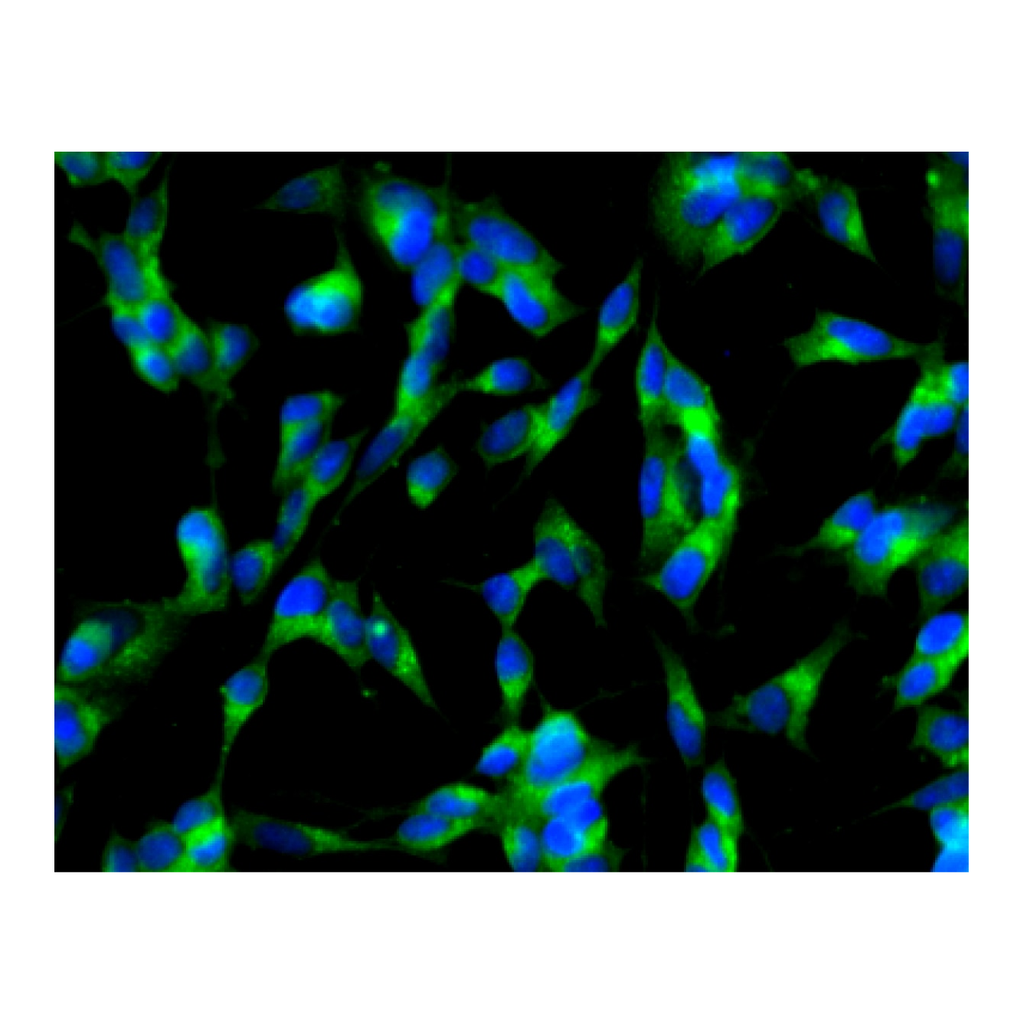 BD Purified Mouse Anti-Adaptin α