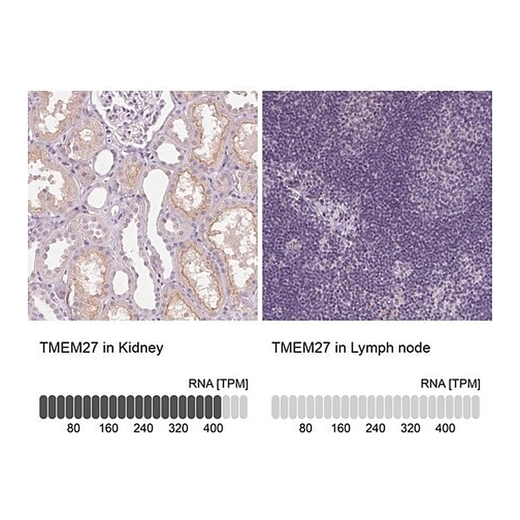 Merck Anti-TMEM27 antibody produced in rabbit
