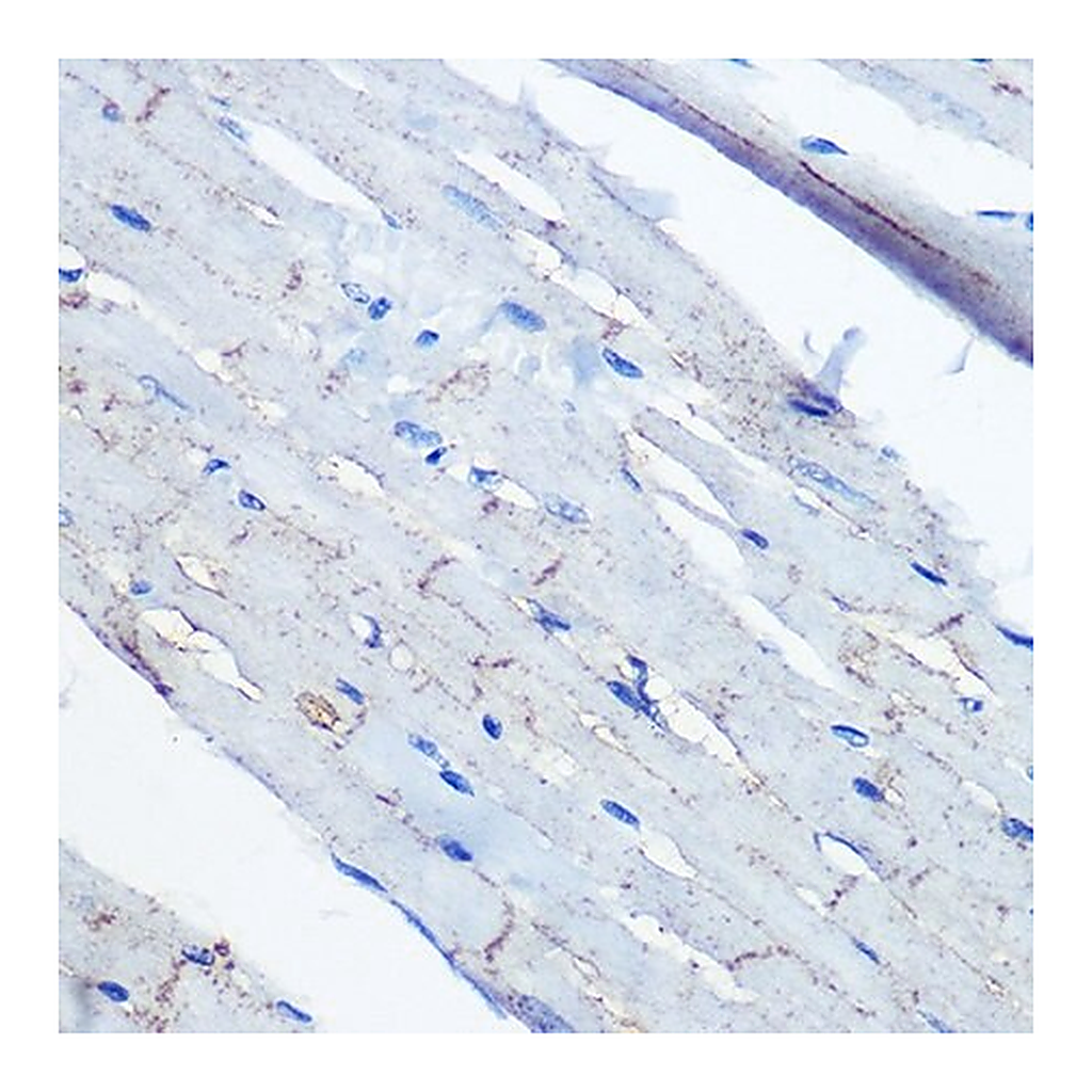 Merck Anti-Ephrin B2 antibody produced in rabbit