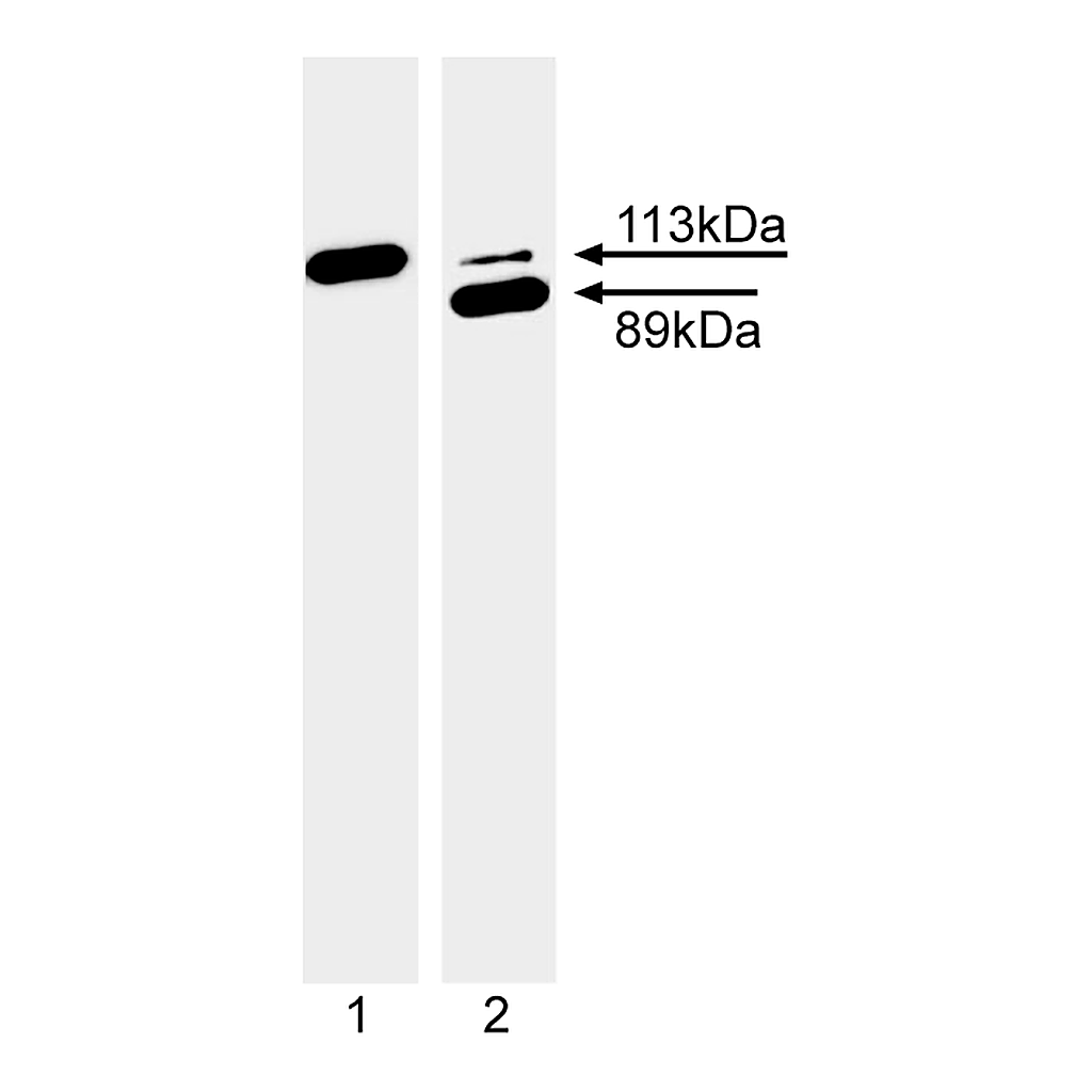 BD Ascites Mouse Anti-PARP