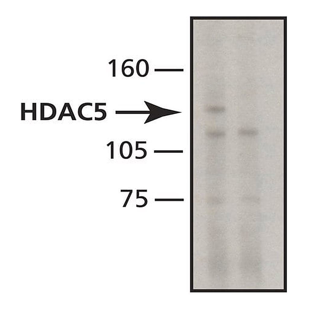 Merck Anti-Histone Deacetylase 5 (HDAC5) antibody, Mouse monoclonal