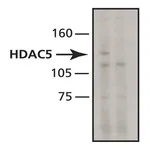 Merck Anti-Histone Deacetylase 5 (HDAC5) antibody, Mouse monoclonal