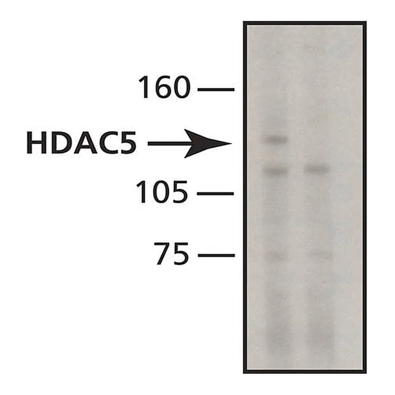 Merck Anti-Histone Deacetylase 5 (HDAC5) antibody, Mouse monoclonal