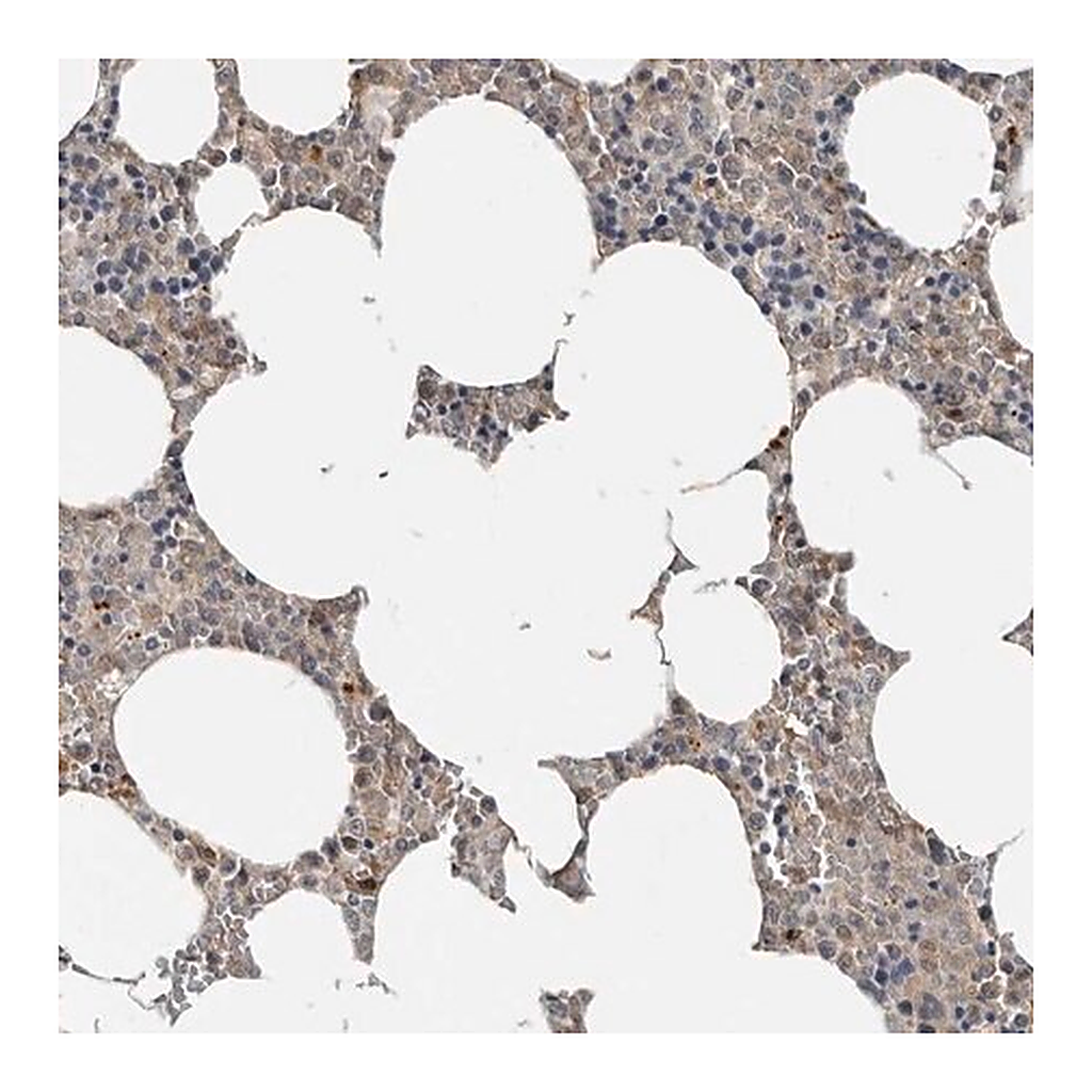 Merck Anti-YOD1 antibody produced in rabbit