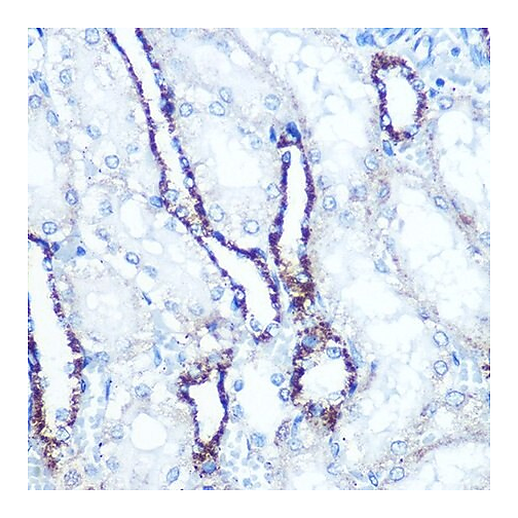 Merck Anti-ATP5A1 antibody produced in rabbit